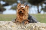 YORKSHIRE TERRIER 386